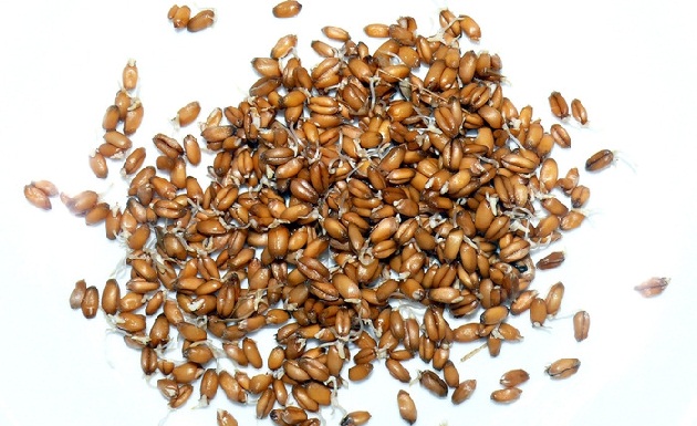 Пророщенная пшеница польза